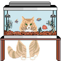 Orange cat looking into a fish tank.